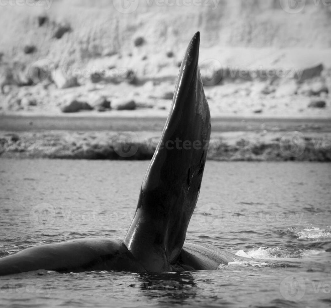 Whale pectoral fin, Peninsula Valdes,, Patagonia, Argentina photo