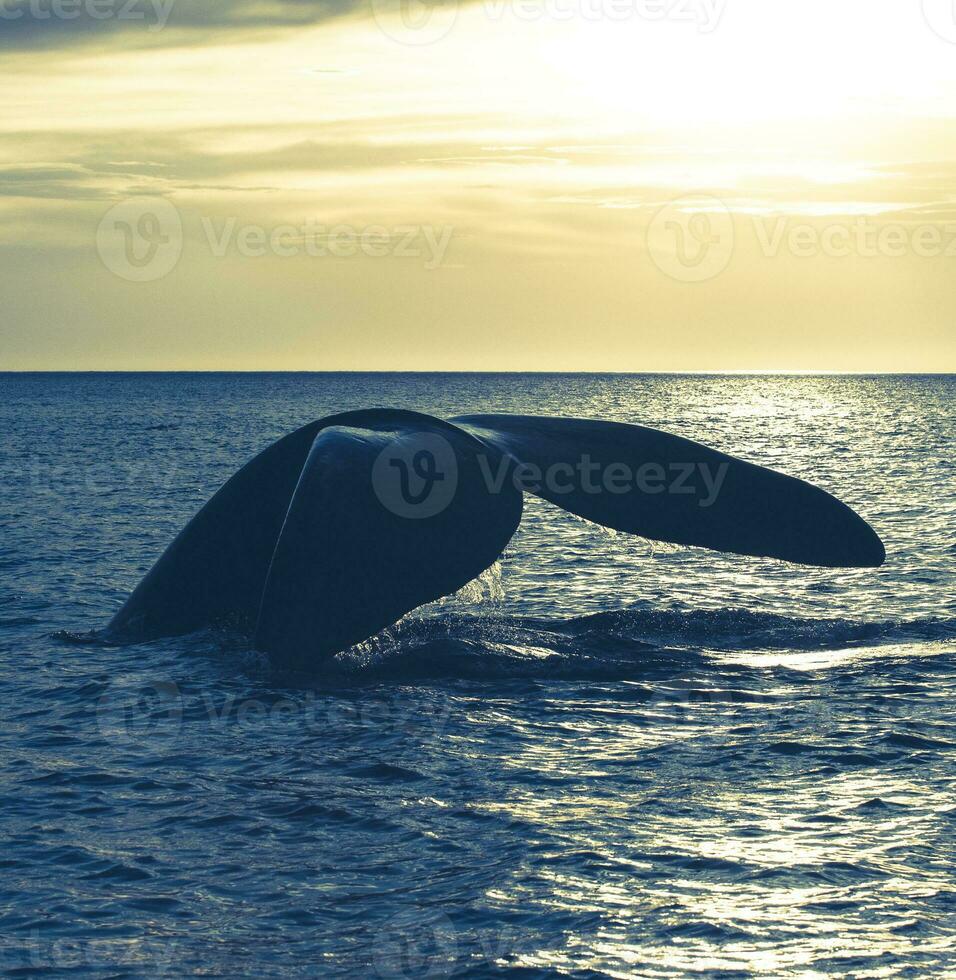 Whale tail in Peninsula Valdes,, Patagonia, Argentina photo