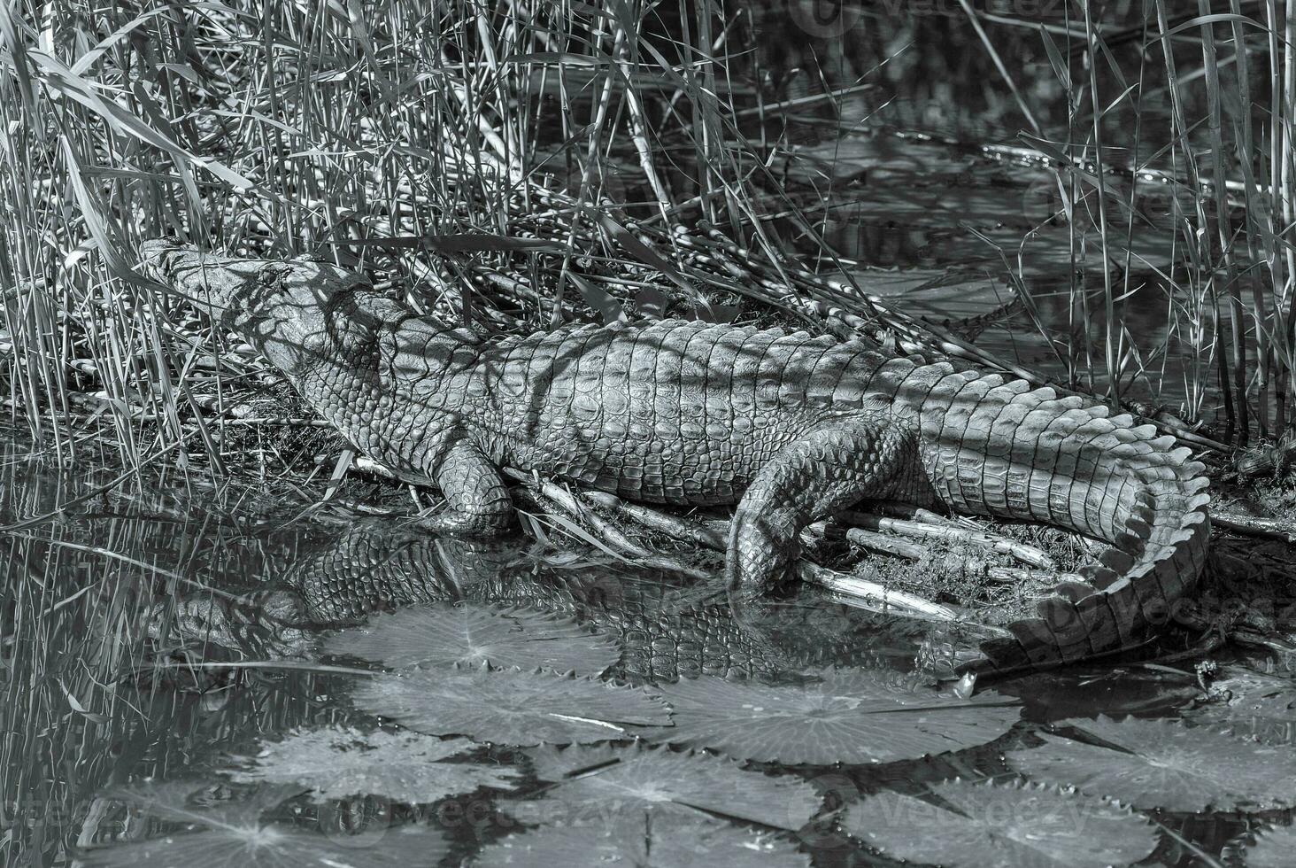 Nilo cocodrilo,sur África foto