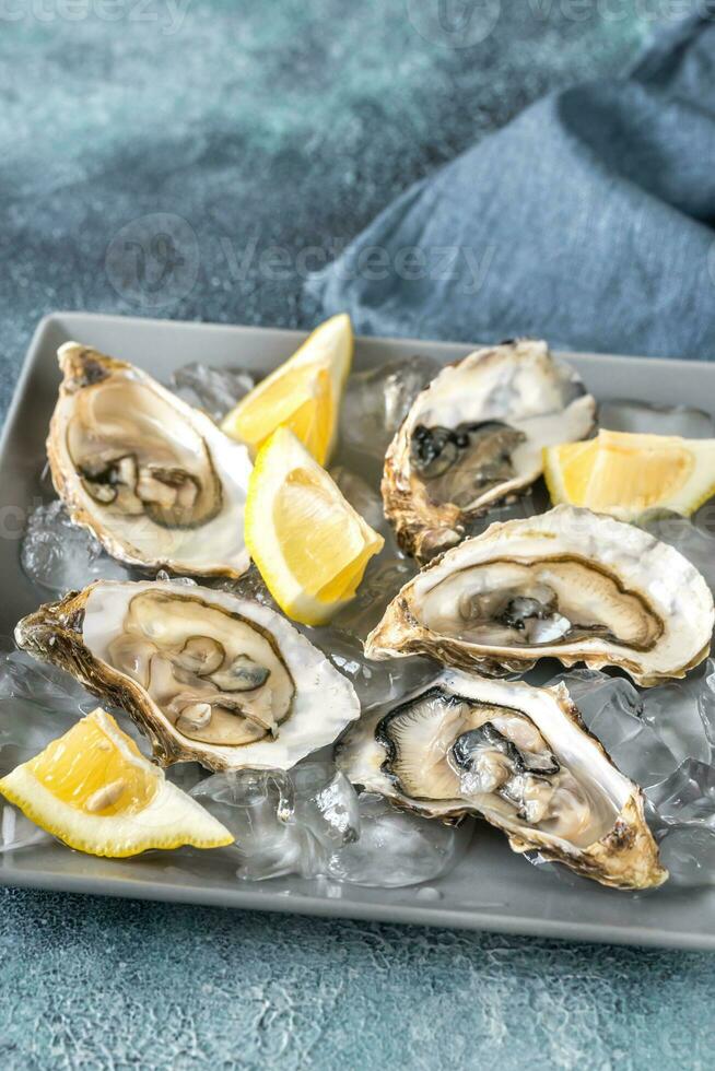 Raw oysters on the plate photo