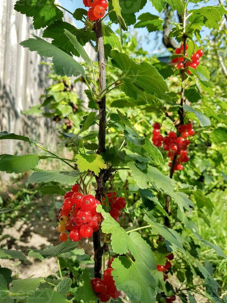 Branch with redcurrant berries in the garden photo