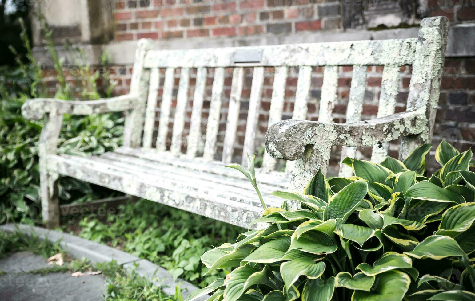 Old bench in summer park photo