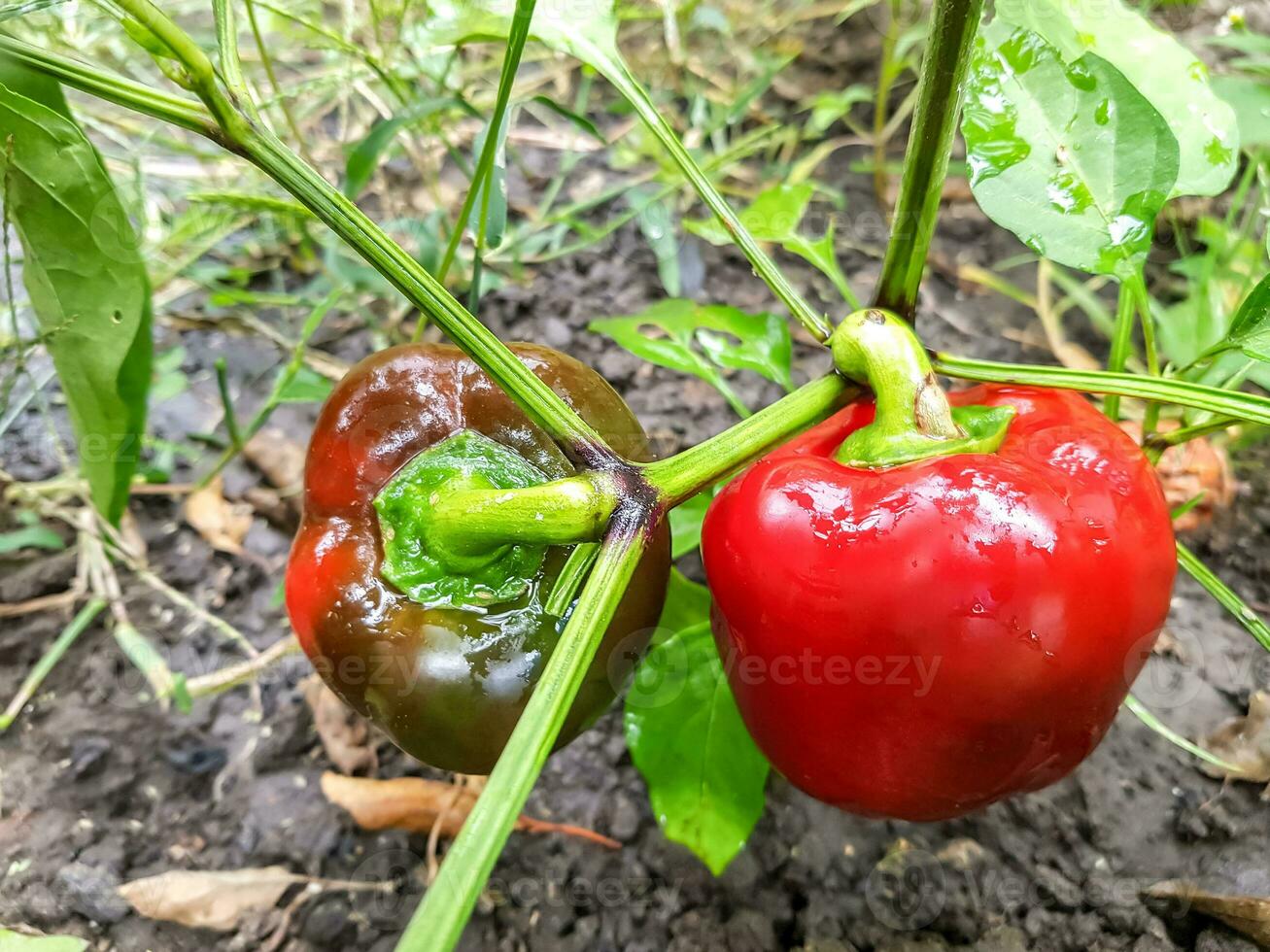 Red bell peppers  in the vegetable garden photo