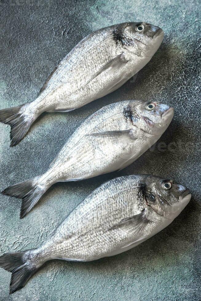 mar brema pescado foto