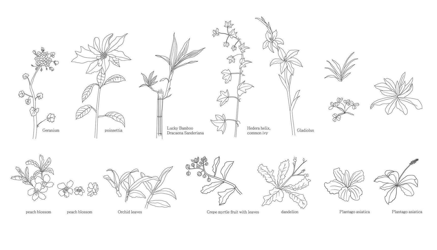 conjunto de dibujado a mano vector planta ilustraciones