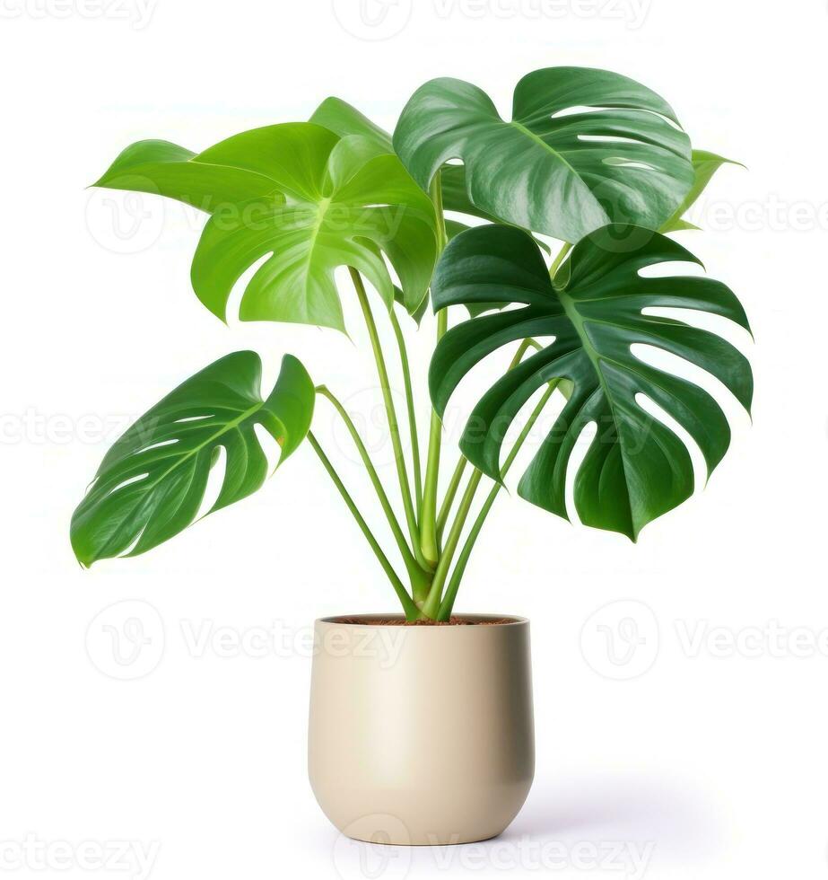 Green monstera plant in pot photo