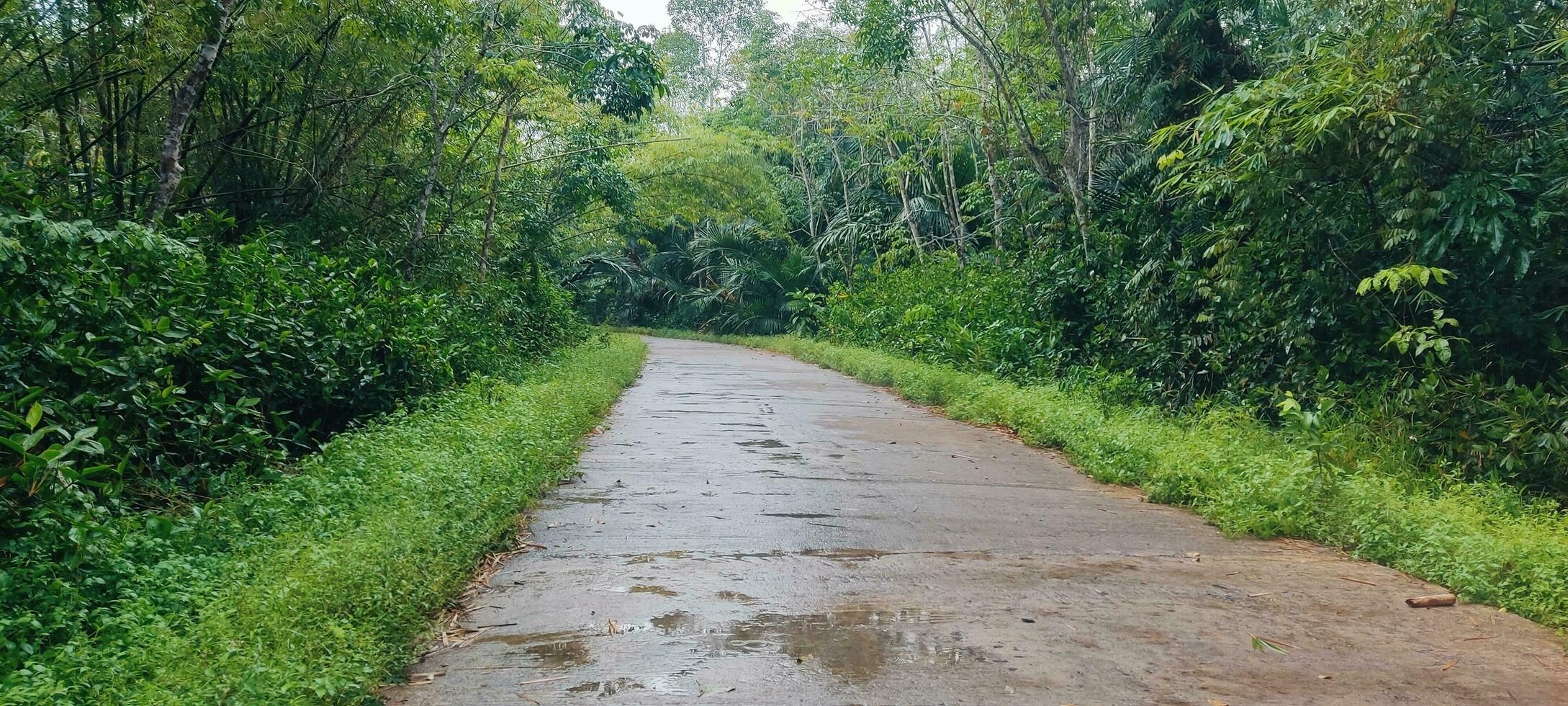 mood after rain photo