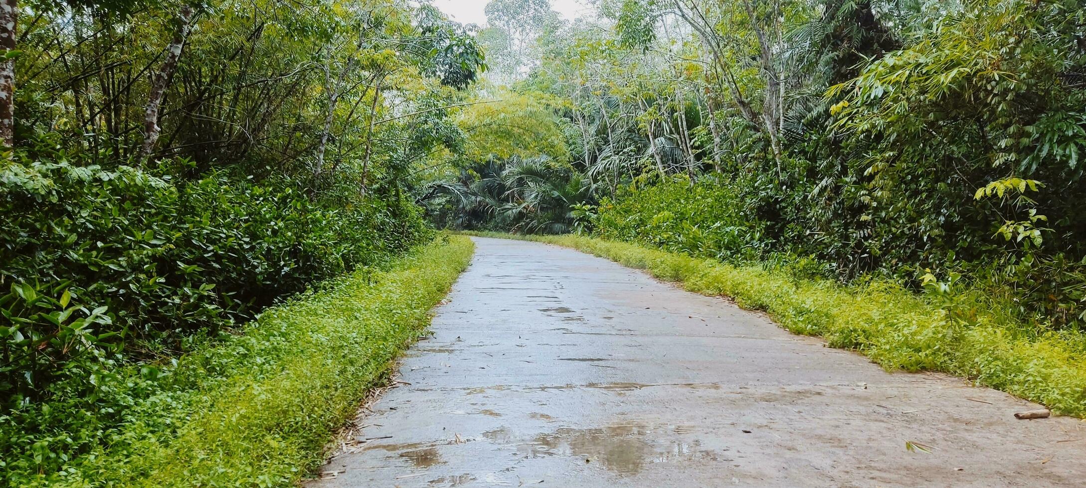 mood after rain photo