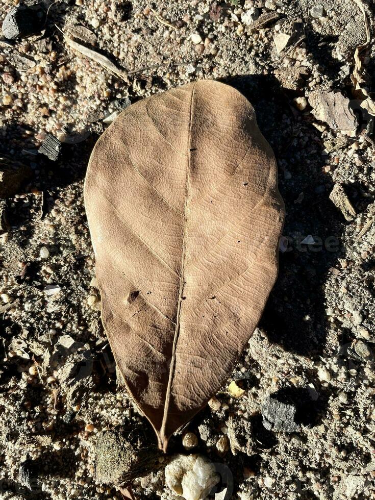 marrón hojas ese cayó desde un árbol. foto