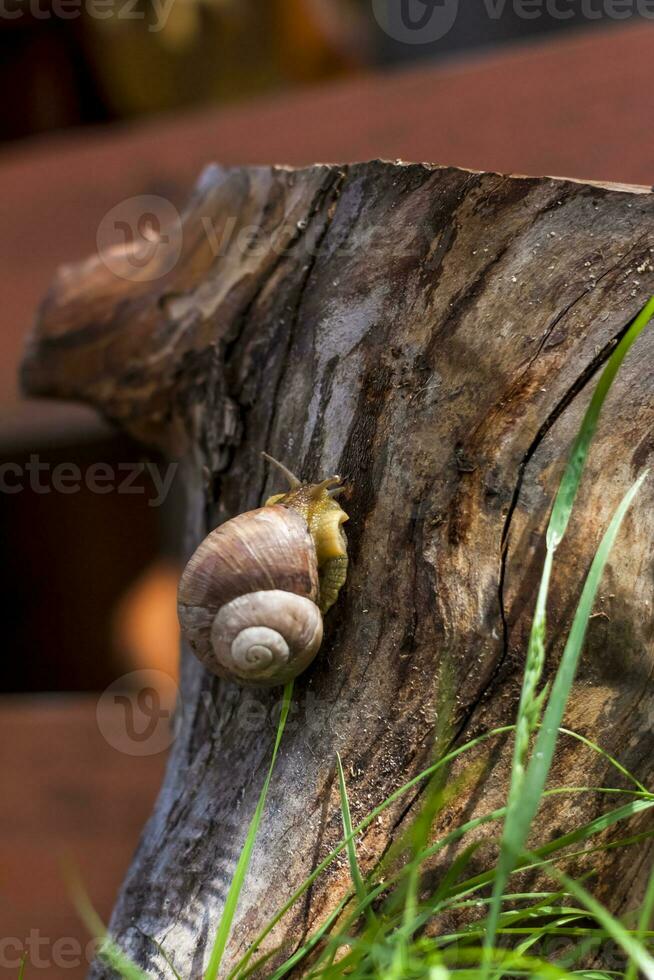 Large white snails-mollusks with a brown striped shell, crawling on rocks in the sun. Snail close - up in the natural environment, photo