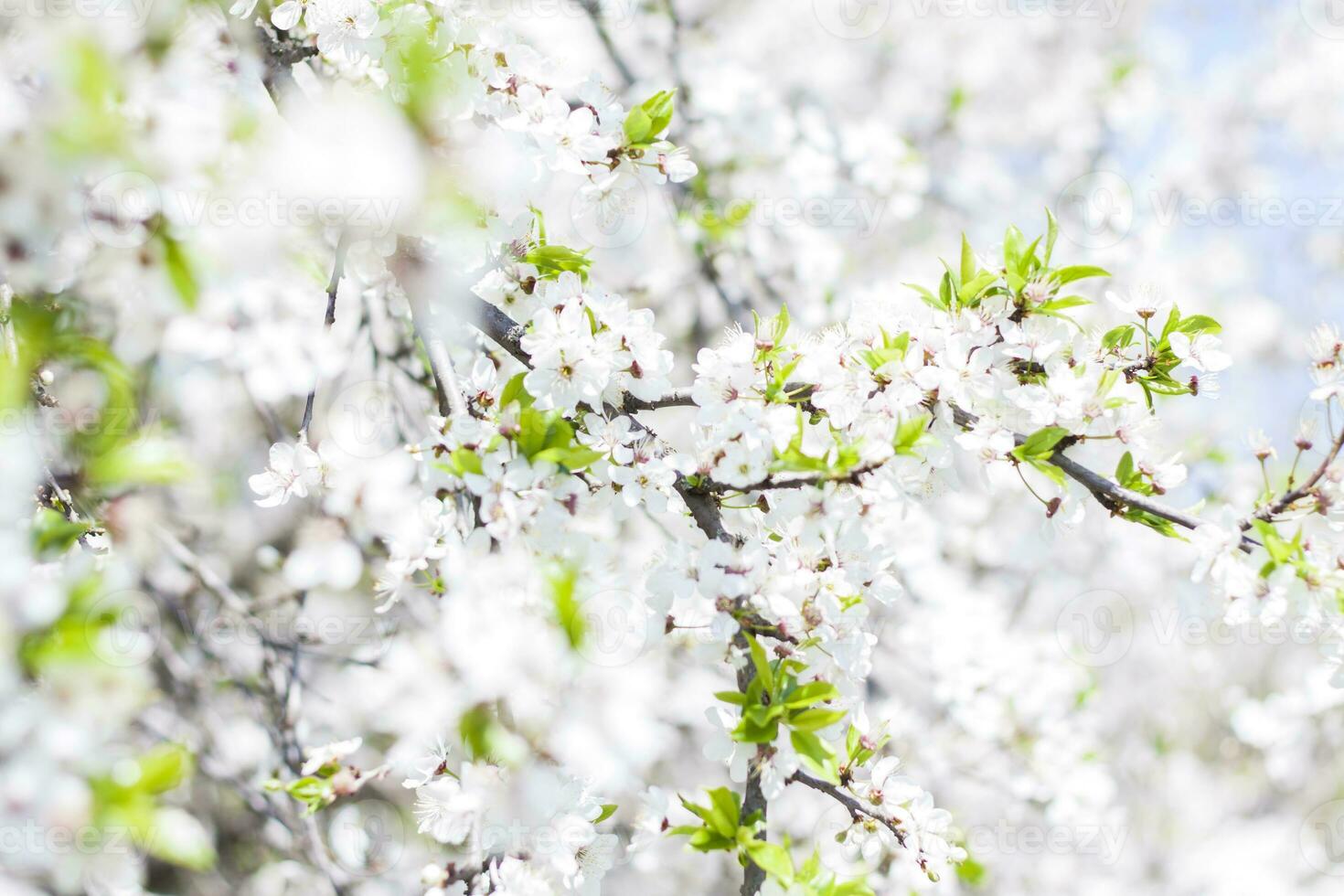 Nature in spring. A branch with white spring flowers on the tree. A flowering tree. A blooming landscape background for a postcard, banner, or poster. photo