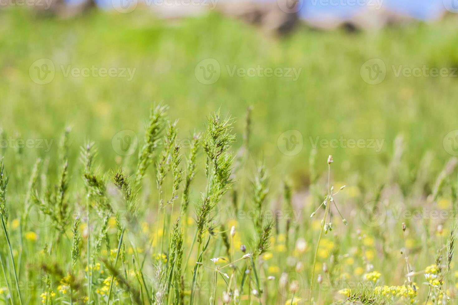 A meadow field with fresh grass and yellow flowers. Summer spring natural landscape. A blooming landscape background for a postcard, banner, or poster photo
