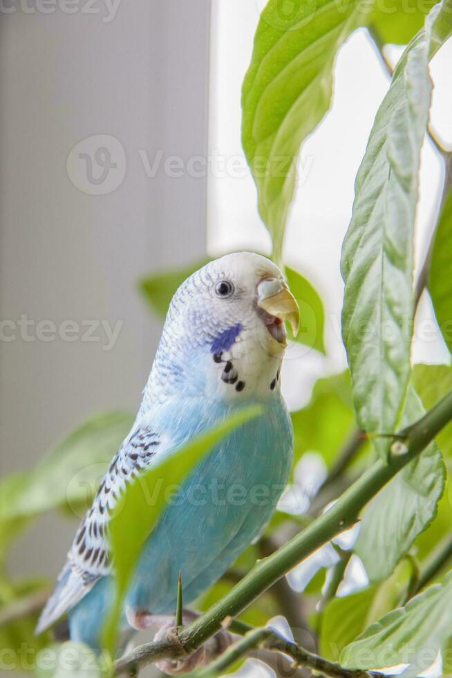 un hermosa azul periquito se sienta sin un jaula en un casa planta. tropical aves a hogar. foto