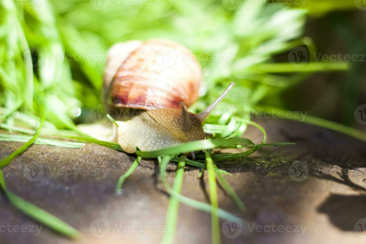 Large white snails-mollusks with a brown striped shell, crawling on rocks in the sun. Snail close - up in the natural environment, photo