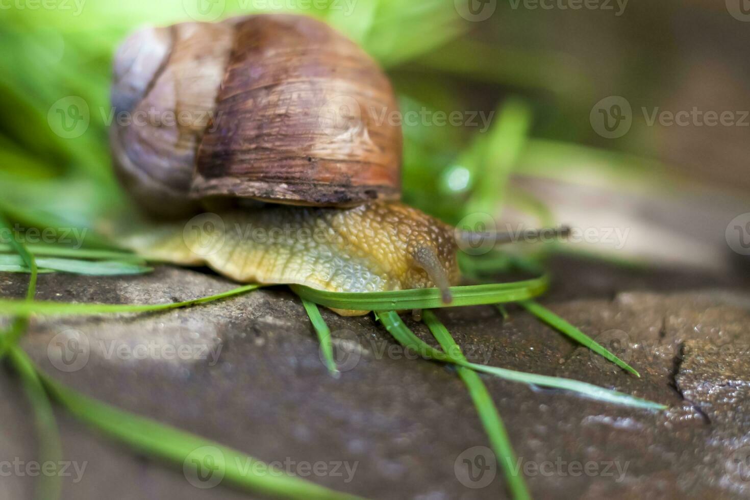 Large white snails-mollusks with a brown striped shell, crawling on rocks in the sun. Snail close - up in the natural environment, photo