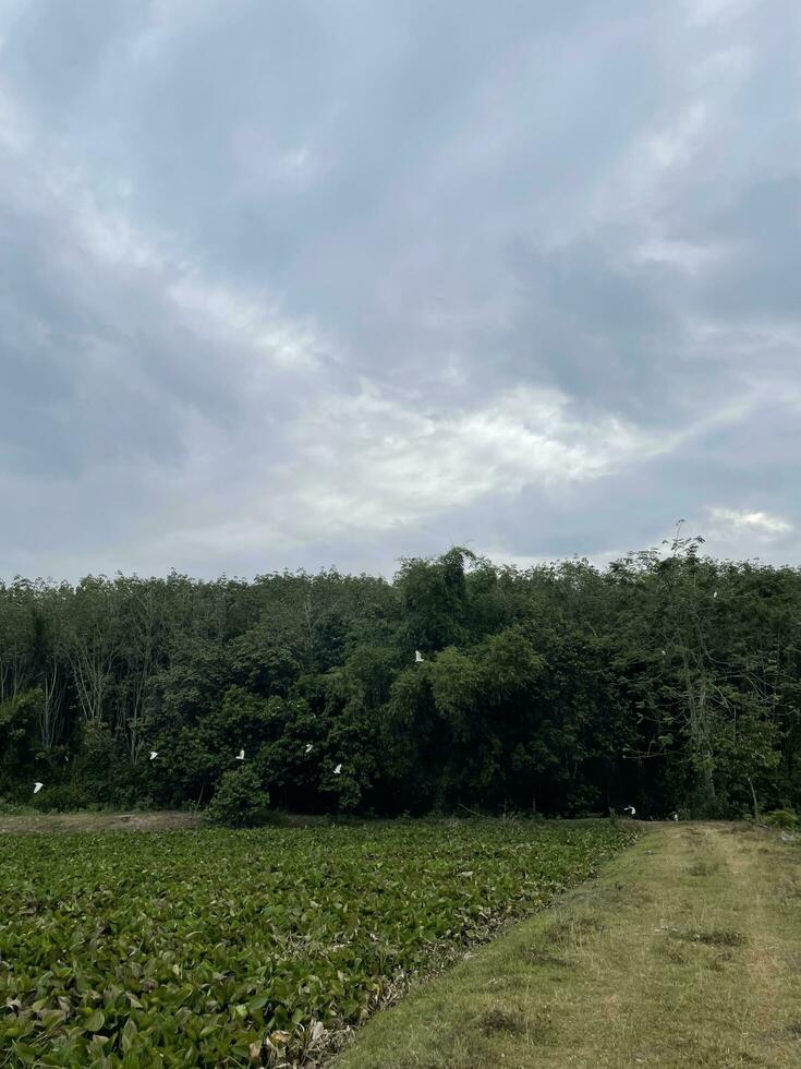 White birds flying in green wild photo