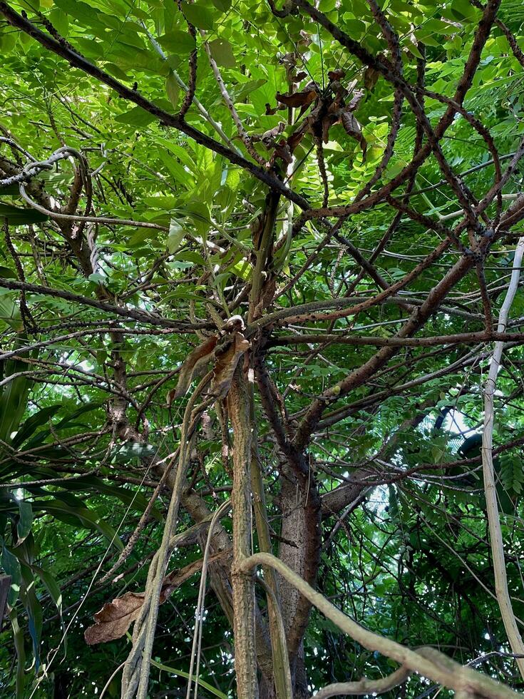 arboles en el bosque foto