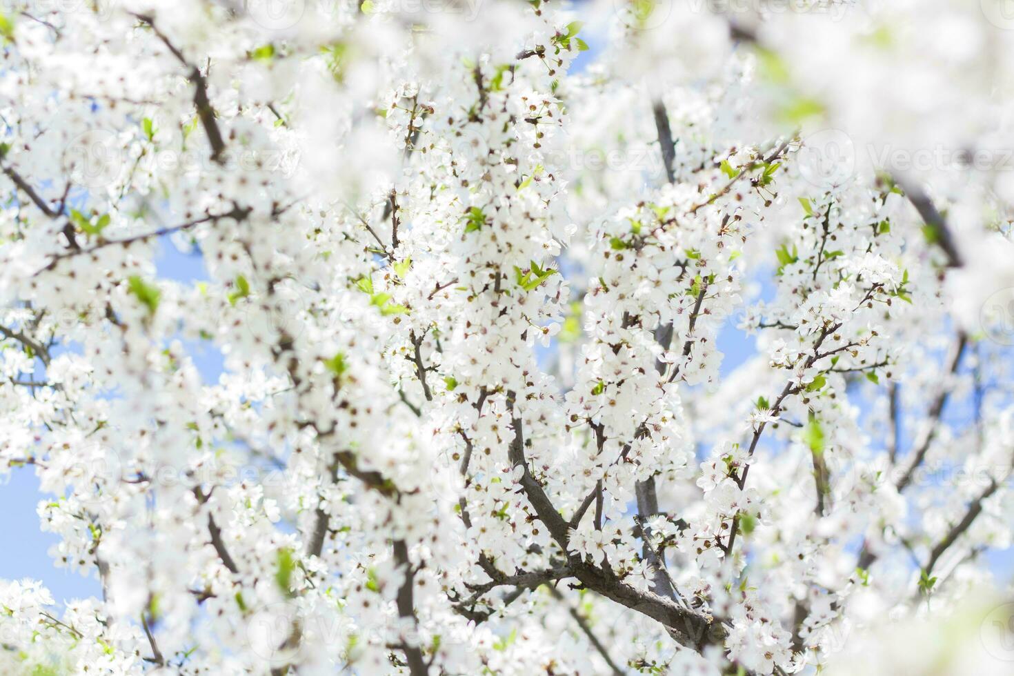 Nature in spring. A branch with white spring flowers on the tree. A flowering tree. A blooming landscape background for a postcard, banner, or poster. photo