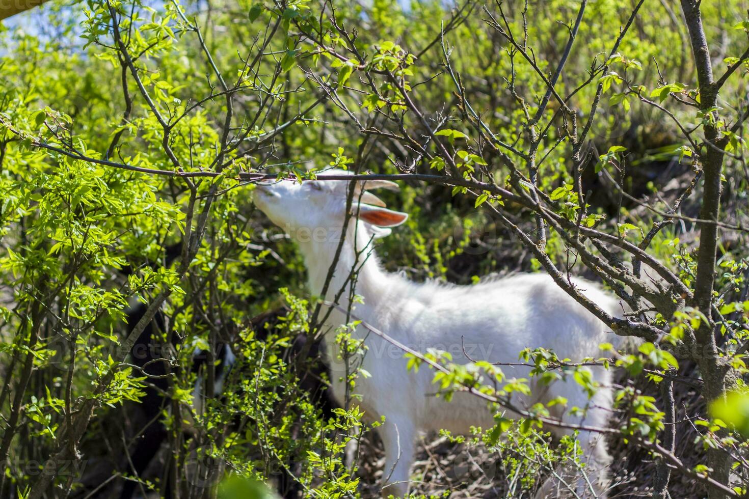 A white goat eats bushes against a background of green grass. Wildlife, animals. photo