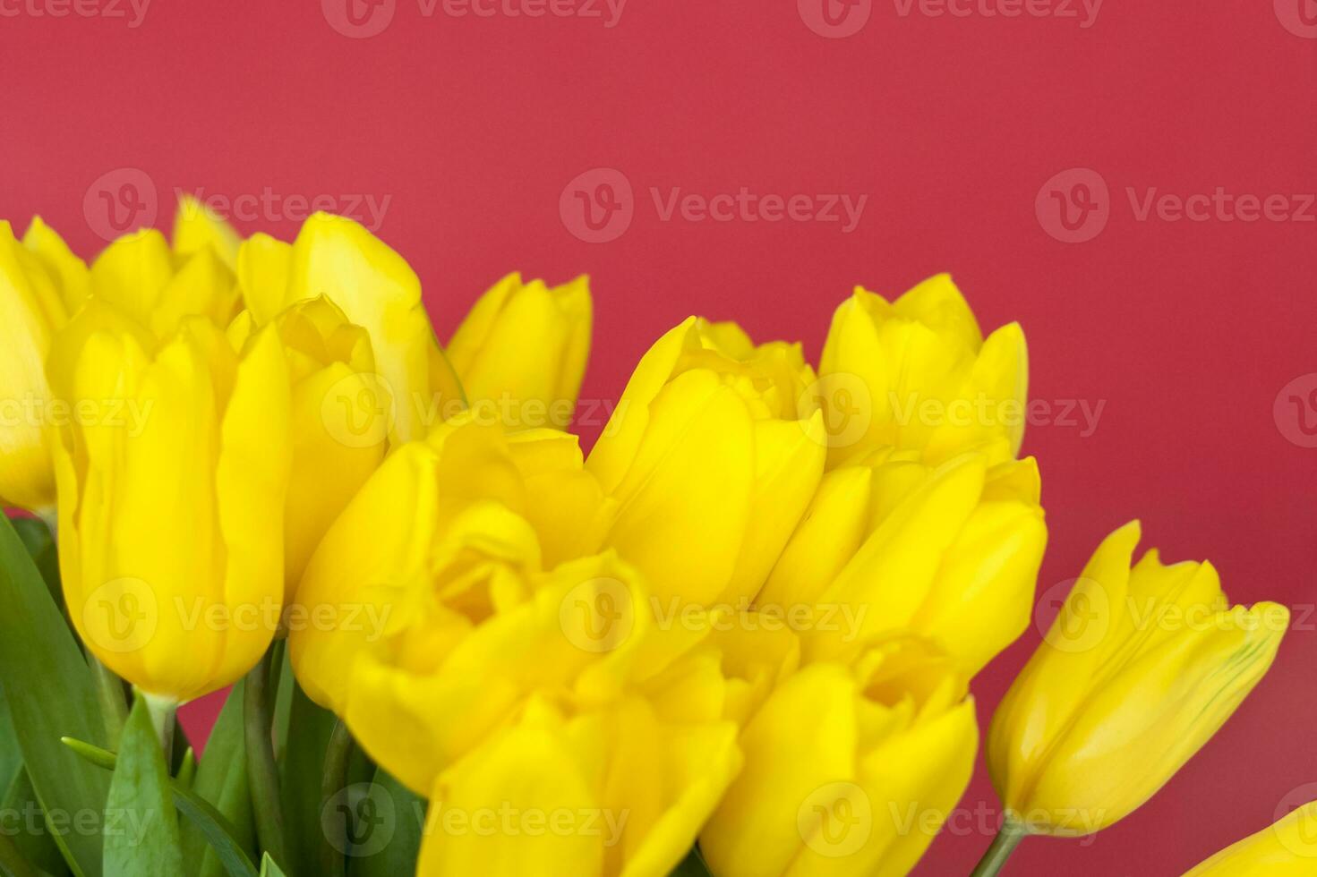 A bouquet of fresh yellow tulips on a red background. Spring flowers. The concept of spring or holiday, March 8, International Women's Day, photo