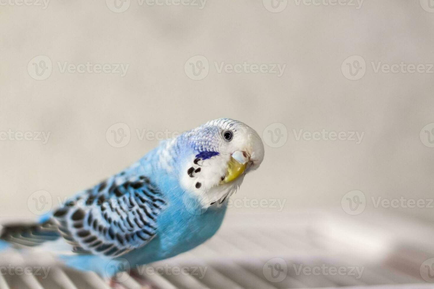 A beautiful blue budgie sits without a cage. Tropical birds at home. photo