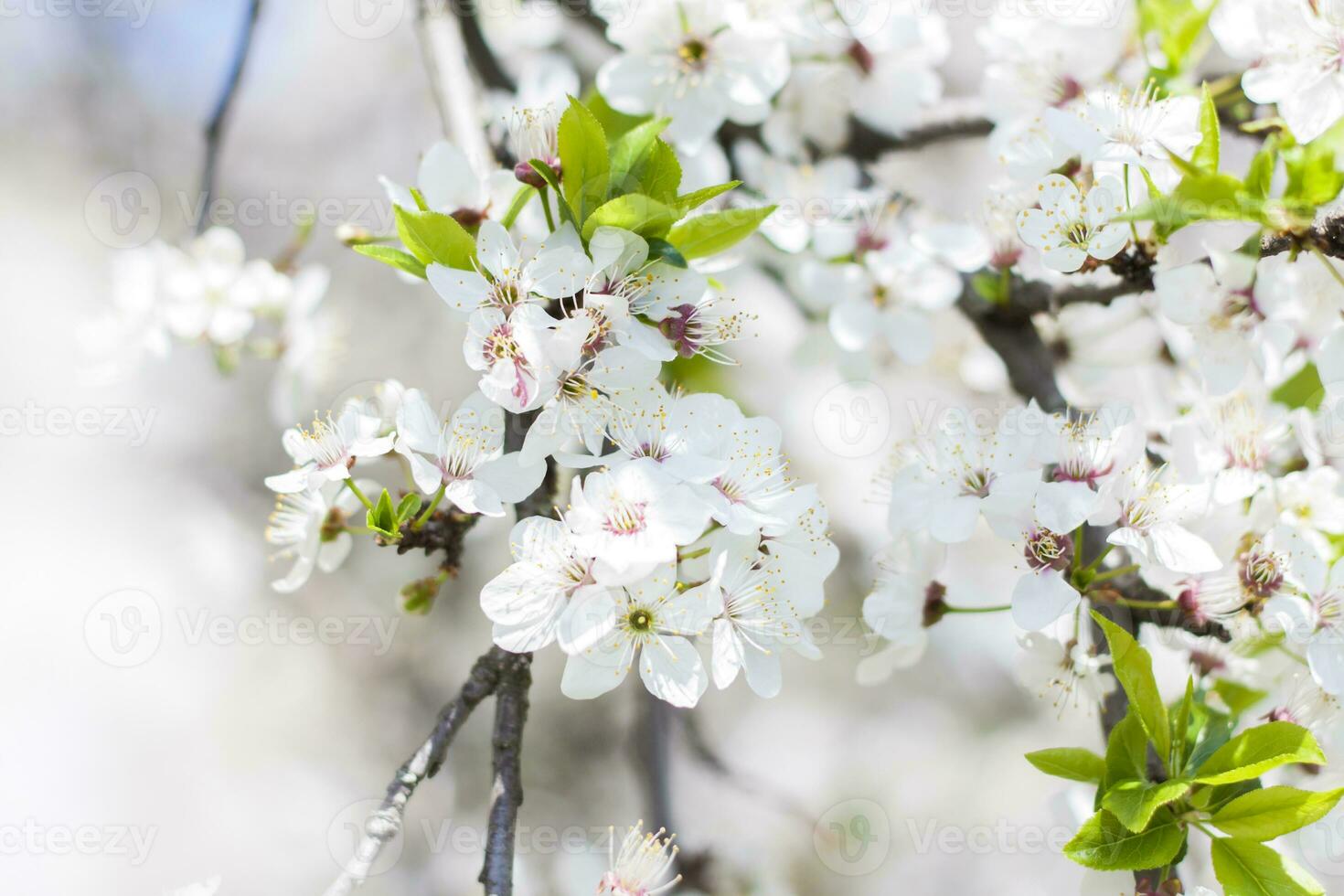 Nature in spring. A branch with white spring flowers on the tree. A flowering tree. A blooming landscape background for a postcard, banner, or poster. photo