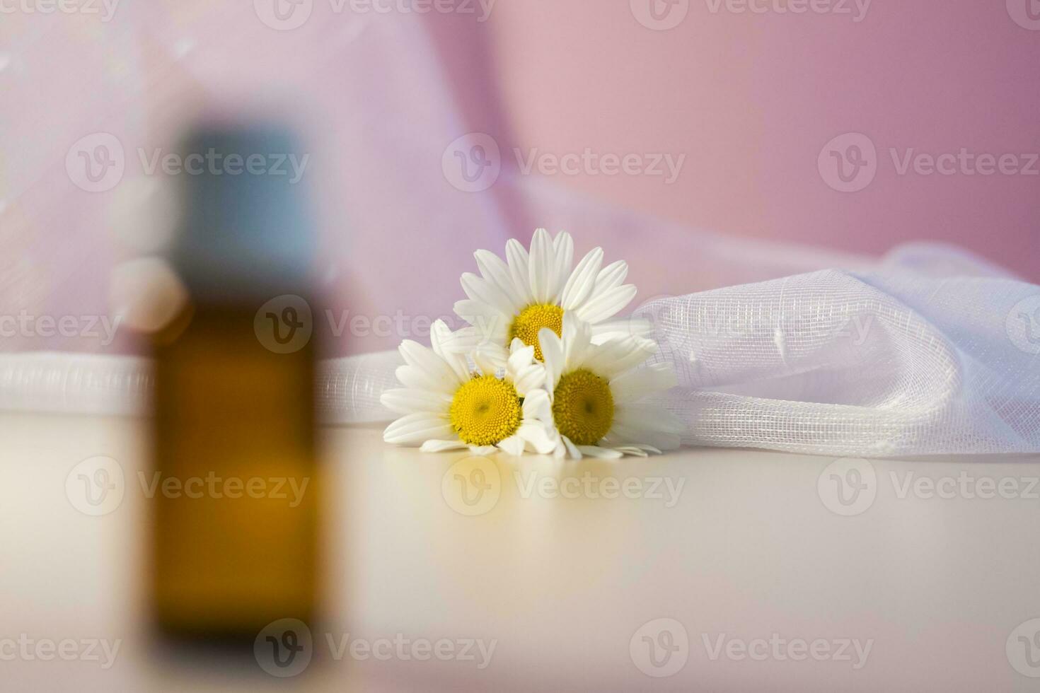 blanco margaritas en un beige-rosa antecedentes con un blanco velo. natural cosmético producto. producto bandera. espacio para texto y diseño. foto