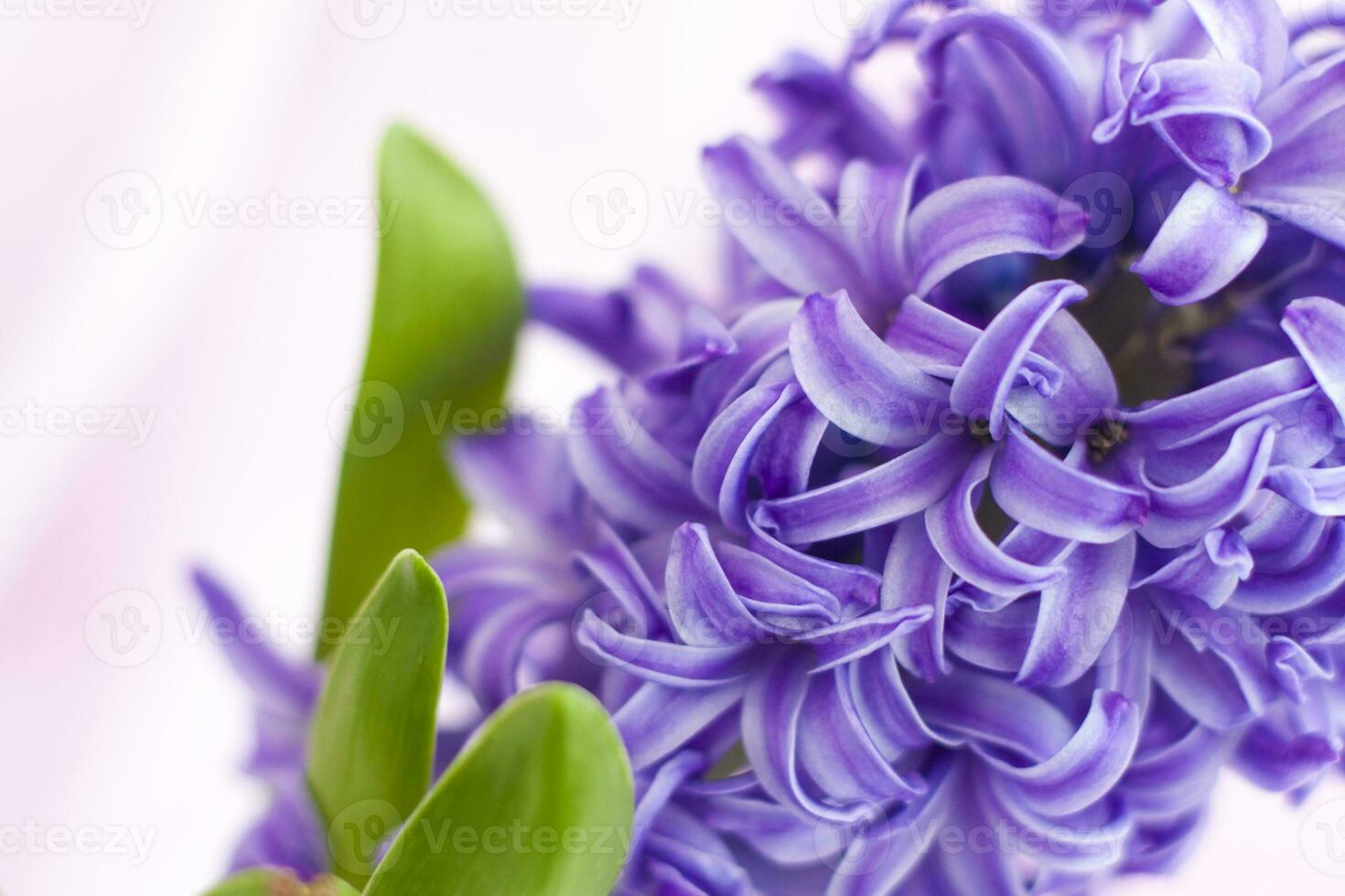 Blue hyacinth flower on a delicate background close-up. Flower bud, macro photography. Close-up of a beautiful blue hyacinth flower. The first spring flower is a blue hyacinth photo