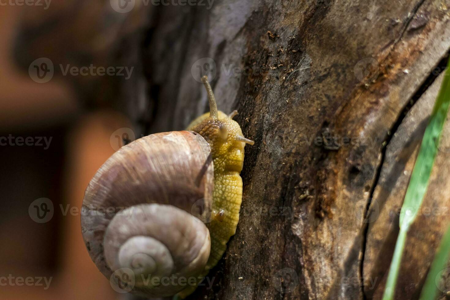 Large white snails-mollusks with a brown striped shell, crawling on rocks in the sun. Snail close - up in the natural environment, photo