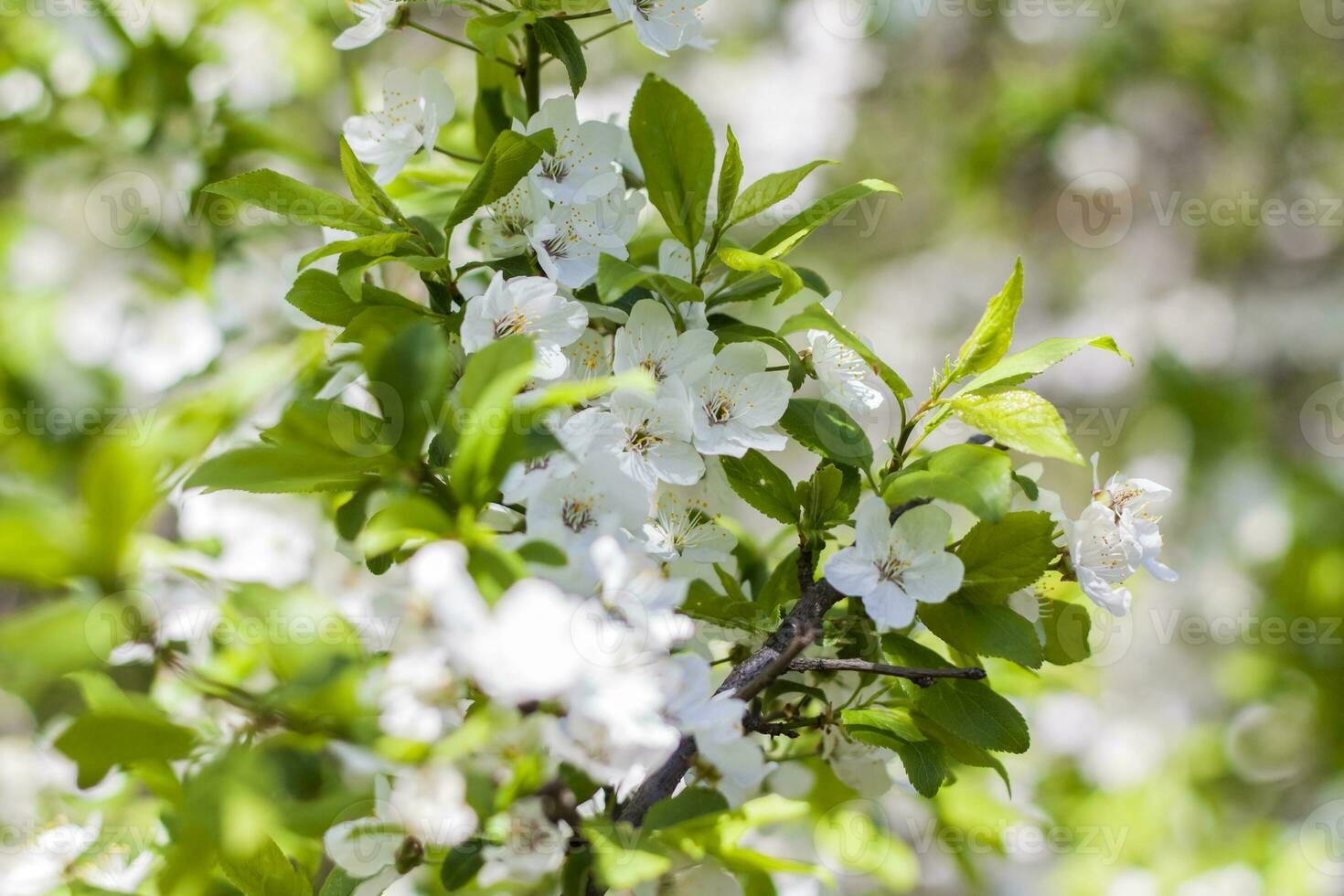 Nature in spring. A branch with white spring flowers on the tree. A flowering tree. A blooming landscape background for a postcard, banner, or poster. photo