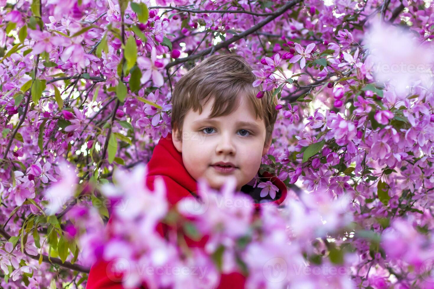 Portrait of a child in pink apple blossoms. Apple tree in bloom. Spring flowering of the apple orchard. Background for presentations, posters, banners, and greeting cards photo