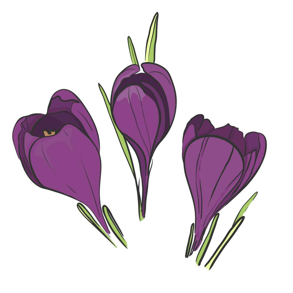 Crocus hand-drawn illustration. Colored vector drawing of saffron crocus isolated on white w background. Blooming spring flower botanical illustration - Crocus sativus.