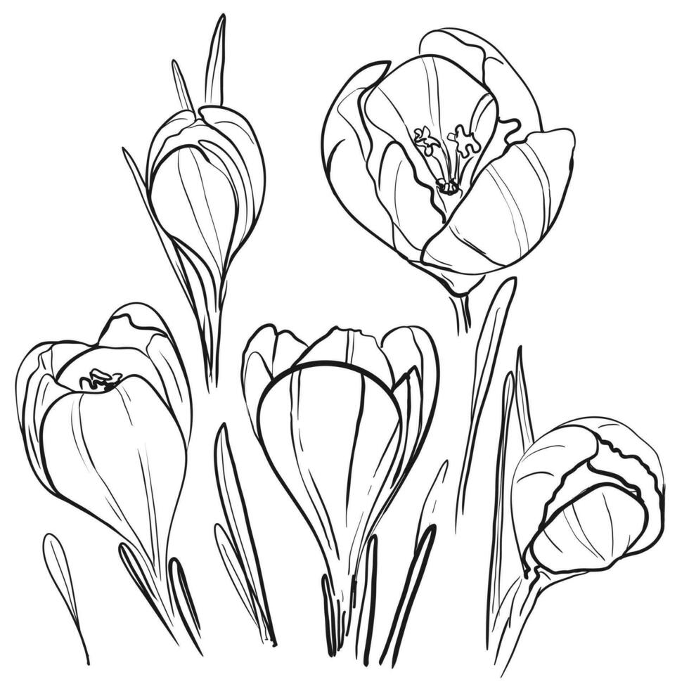 Crocus hand-drawn illustration. Black and white vector drawing of saffron crocus isolated on white w background. Blooming spring flower botanical illustration - Crocus sativus.