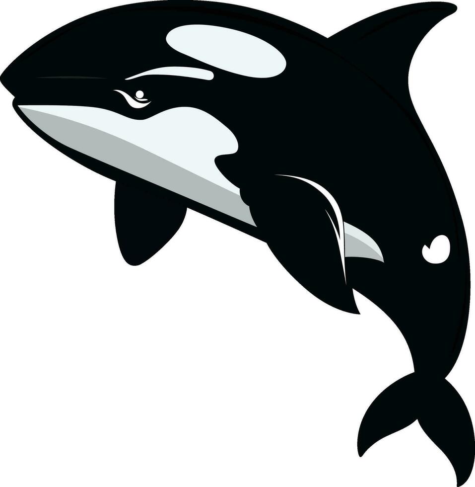 killer whale vector illustration , Orcinus orca flat style vector image, whale , dolphin , sea creature stock vector