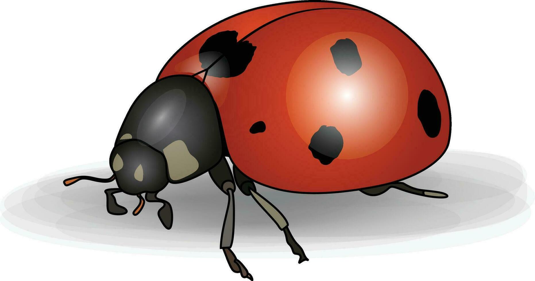 Ladybug coccinellid beetle illustration vector image