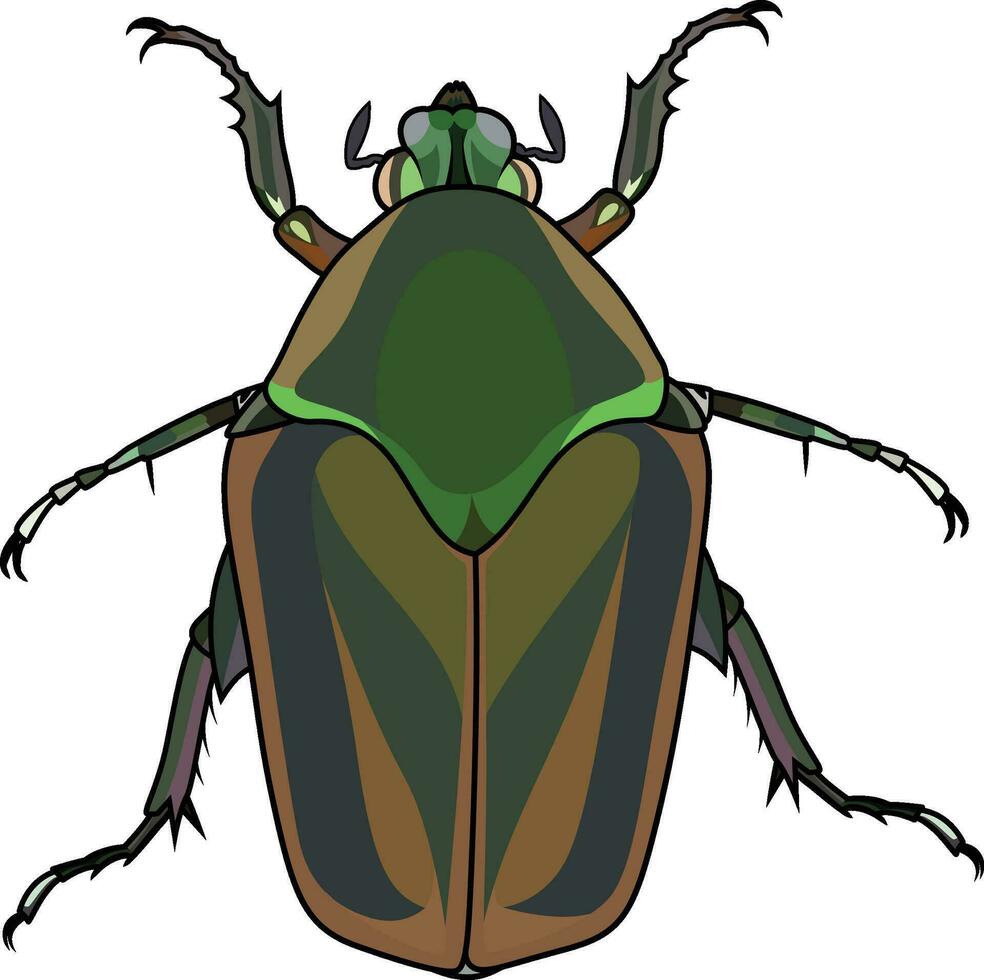 Green June or Cotinus nitida beetle vector image , agriculture pest vector illustration