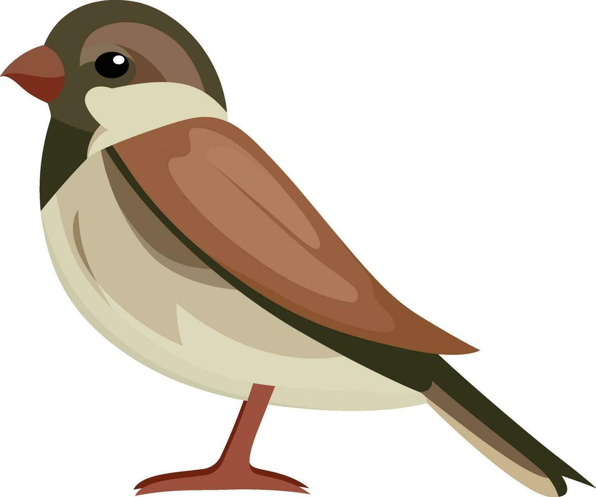 Italian sparrow bird, cisalpine sparrow flat style vector illustration, Passer italiae , The national bird of Italy vector image isolated on white background