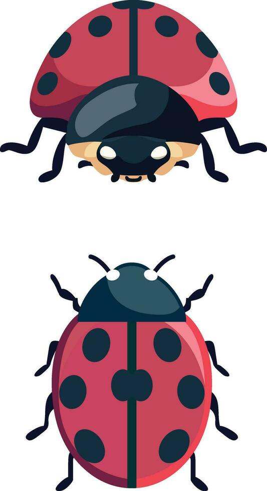 Ladybug coccinellid insect flat style vector illustration, front view and top view , lady birds or  lady cows , beetle stock vector image