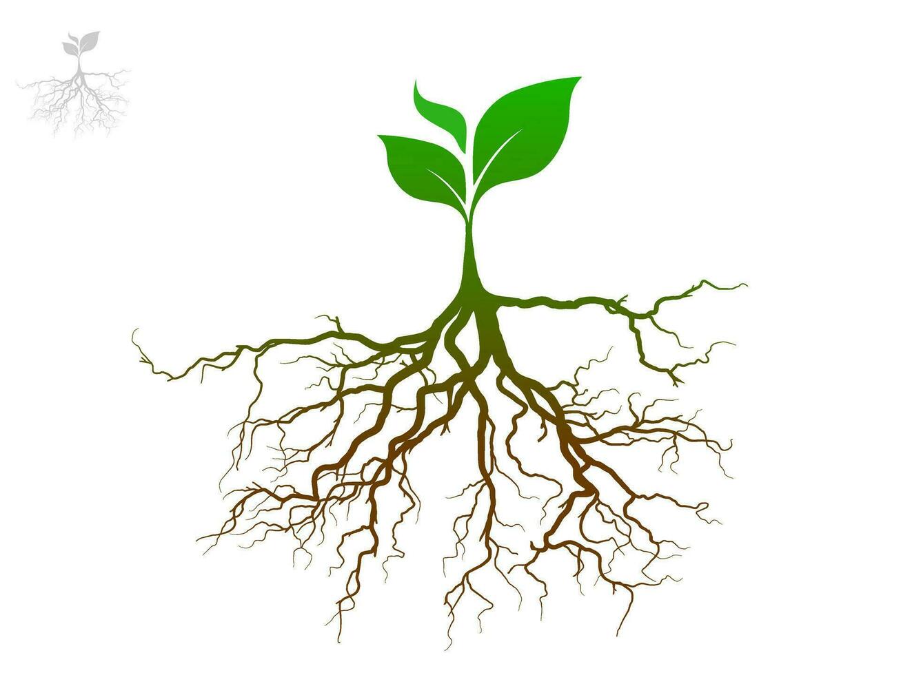Trees and root with green leaves look beautiful and refreshing. Tree and roots LOGO style. vector