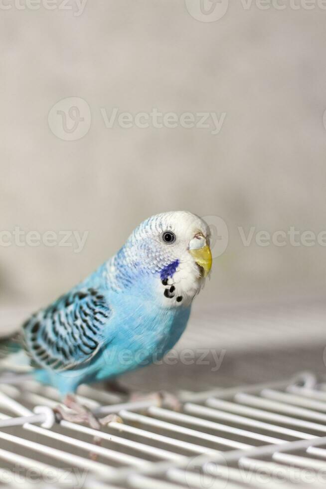 A beautiful blue budgie sits without a cage. Tropical birds at home. photo