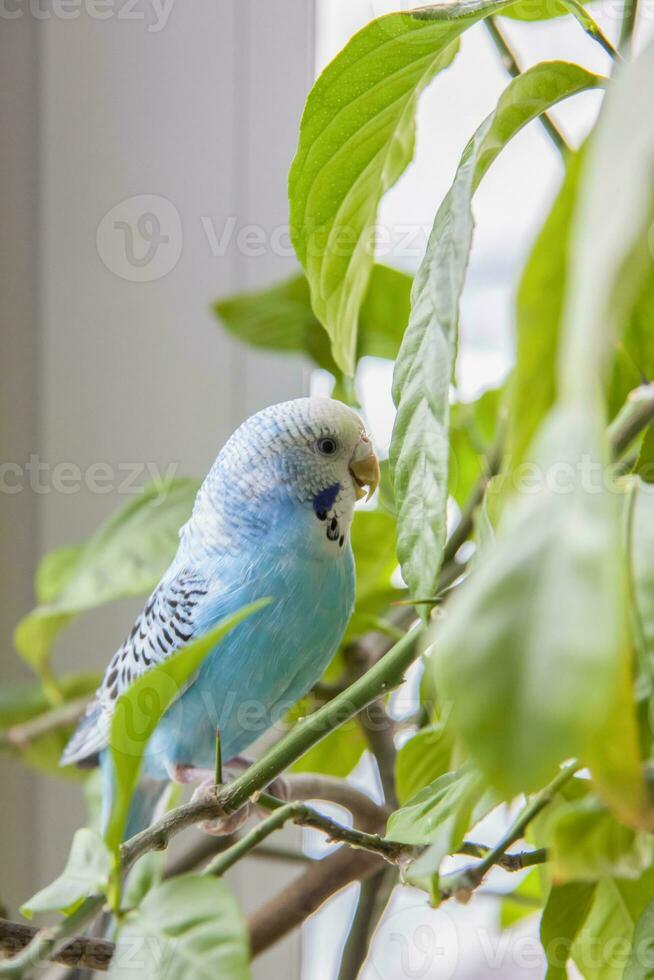 A beautiful blue budgie sits without a cage on a house plant. Tropical birds at home. photo