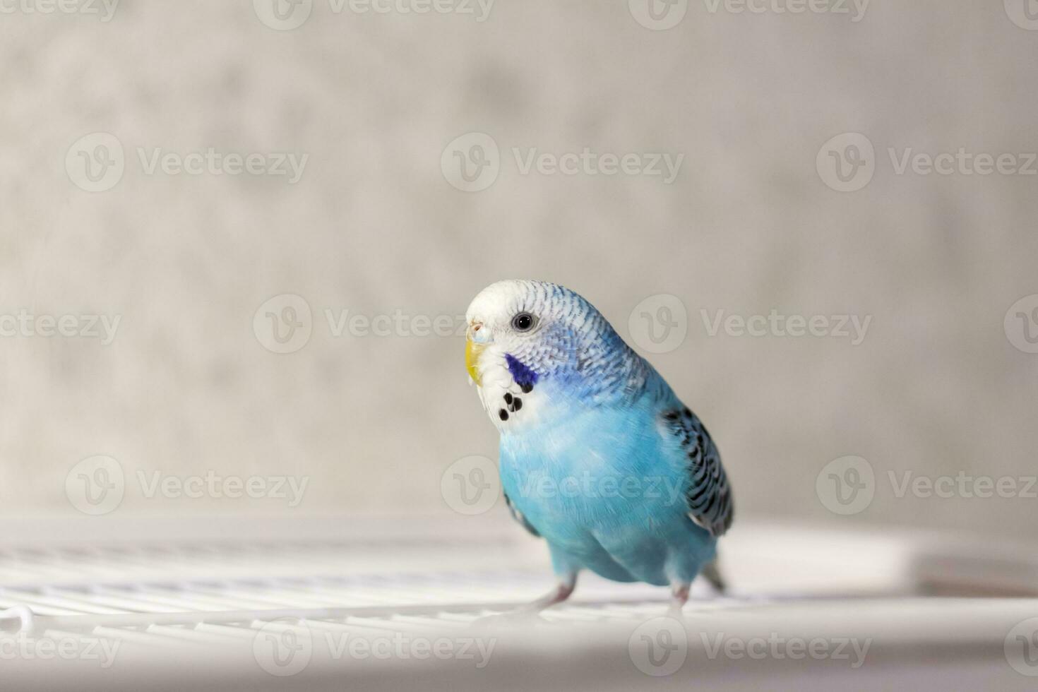 A beautiful blue budgie sits without a cage. Tropical birds at home. photo