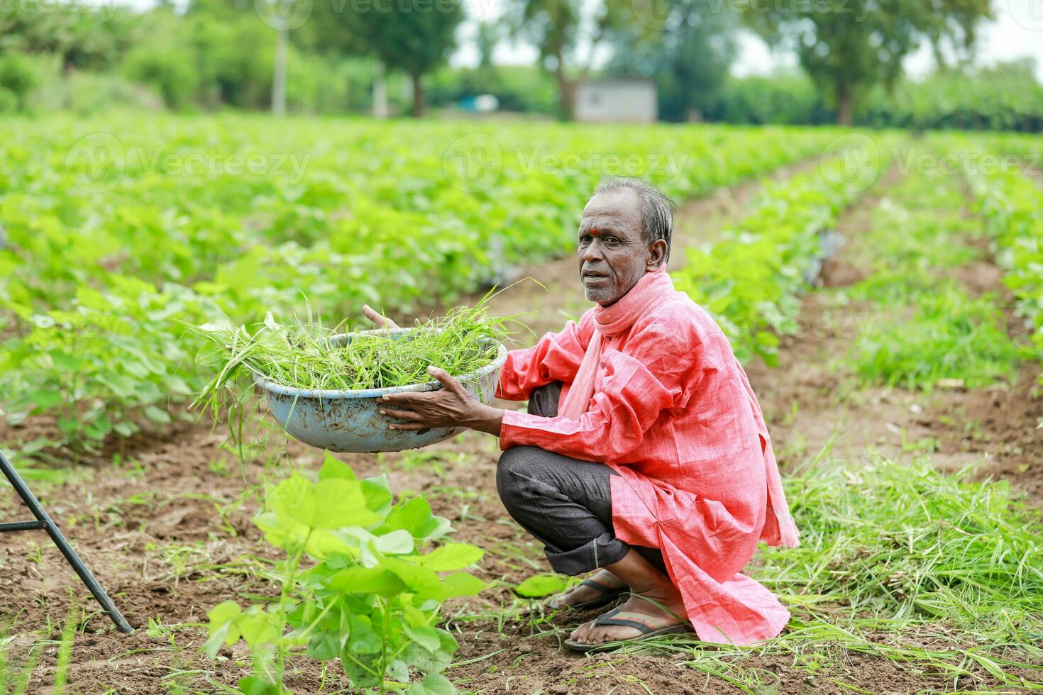 Indian happy farm worker , working in farm photo