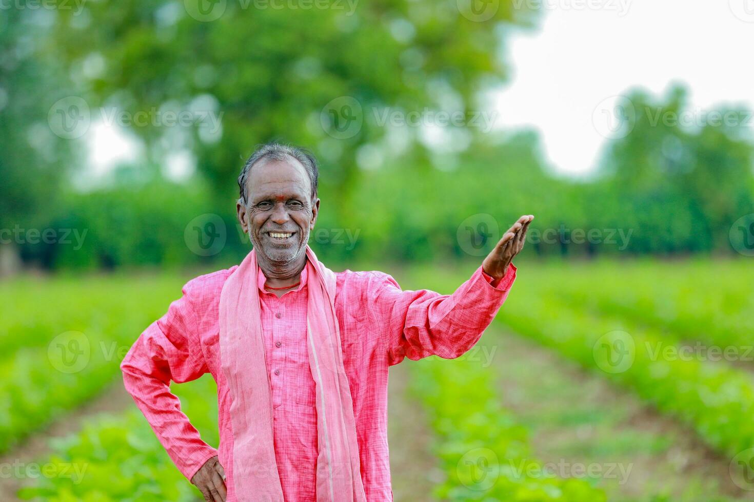 Indian farmer showing cotton tree in cotton farm , happy farmer photo