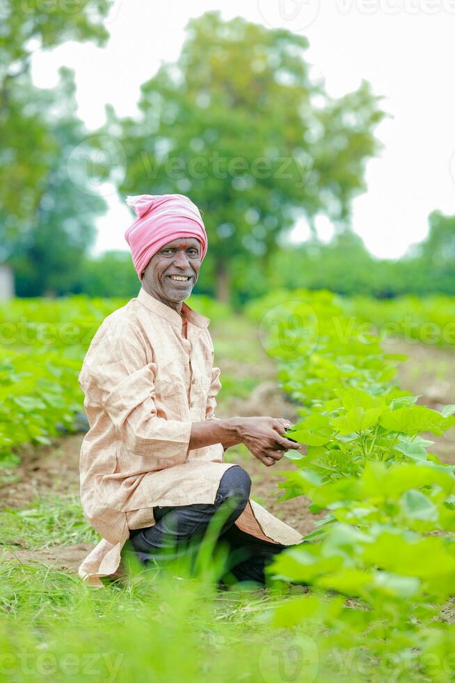 Farmer holding a cotton tree in a cotton field, cotton tree, holding Leaf in India photo