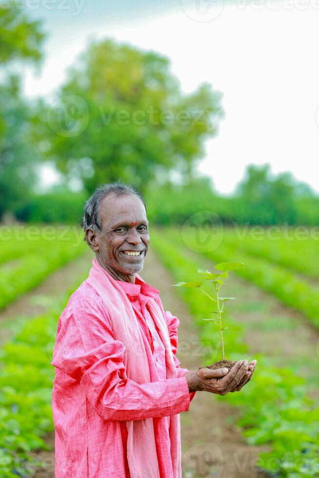 Indian happy farmer holding cotton tree in hands, happy farmer photo