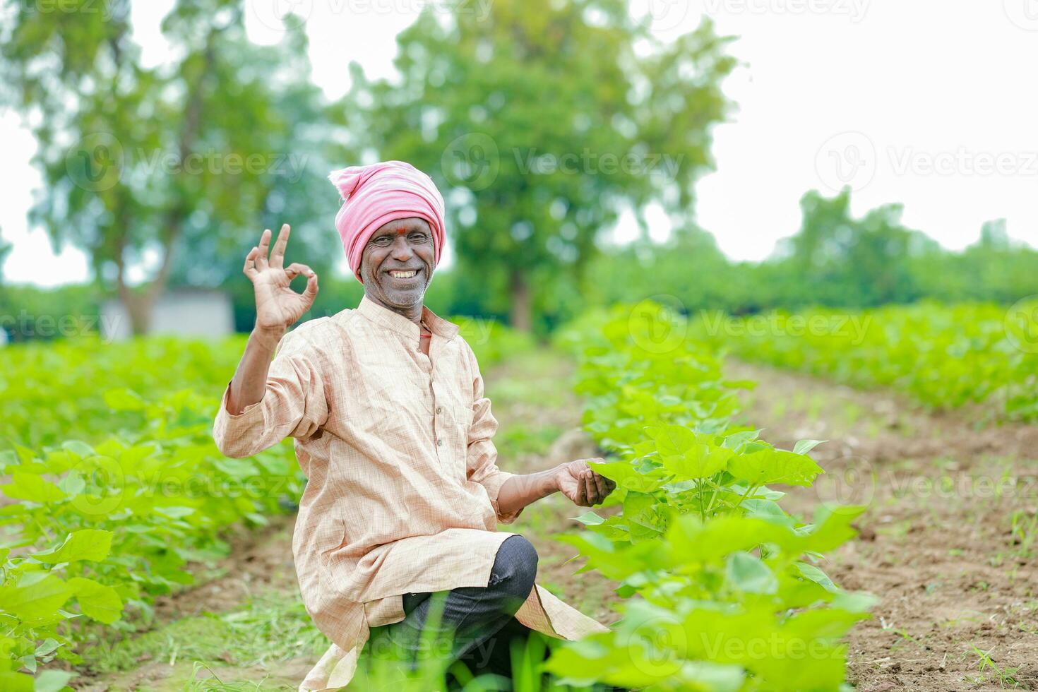 Farmer holding a cotton tree in a cotton field, cotton tree, holding Leaf in India photo