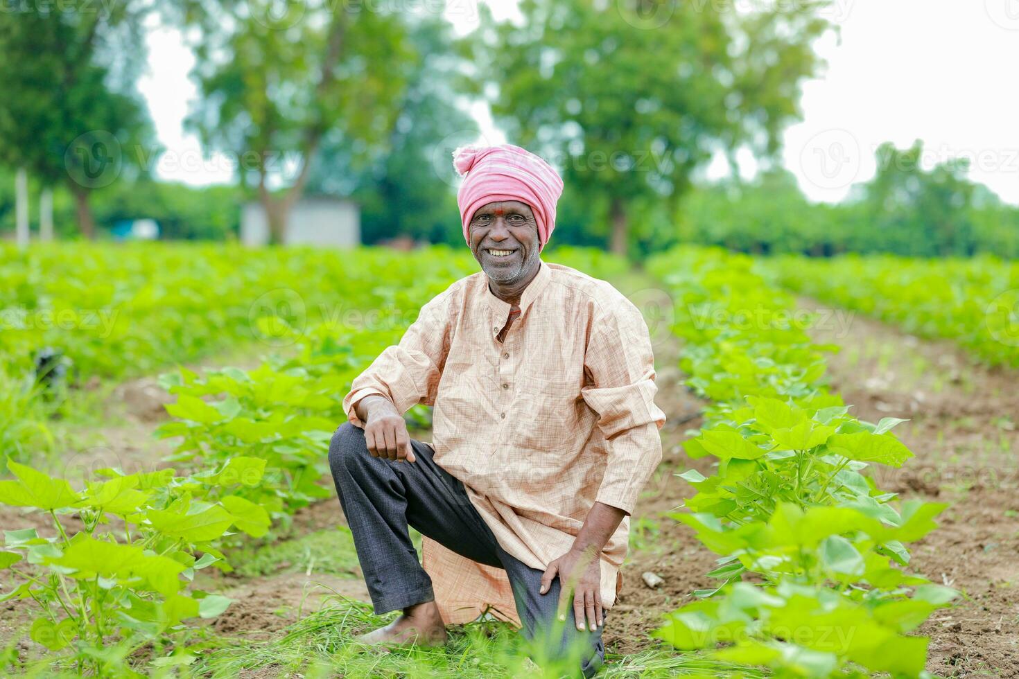 Farmer holding a cotton tree in a cotton field, cotton tree, holding Leaf in India photo