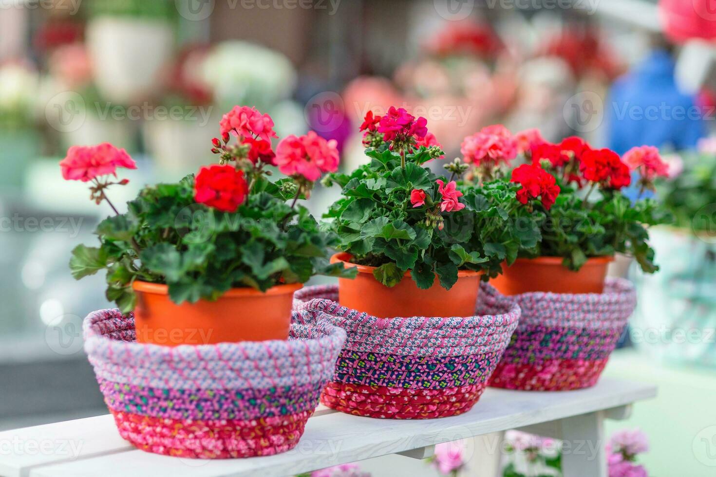Red geranium in flower pots photo
