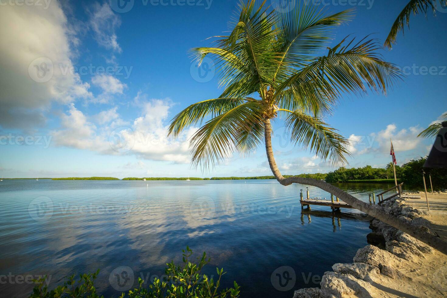 Palm leaning over ocean in the Florida Keys photo